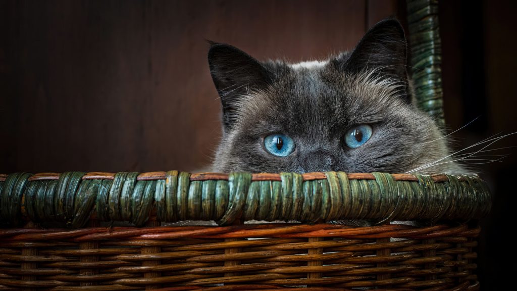 cat-blue-eyes-hd-wallpaper-1080