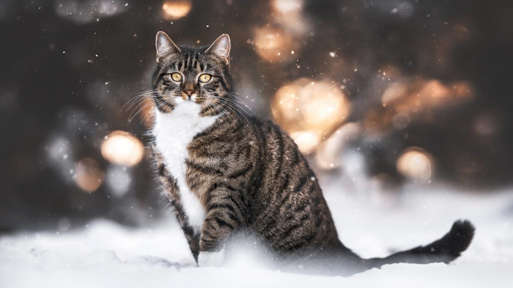 cat-in-snow-hd-wallpaper-1080