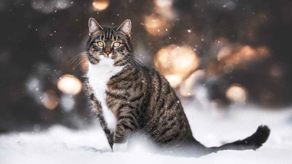 cat-in-snow-hd-wallpaper-2160