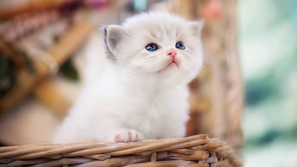 cute-white-cat-hd-wallpaper-1080