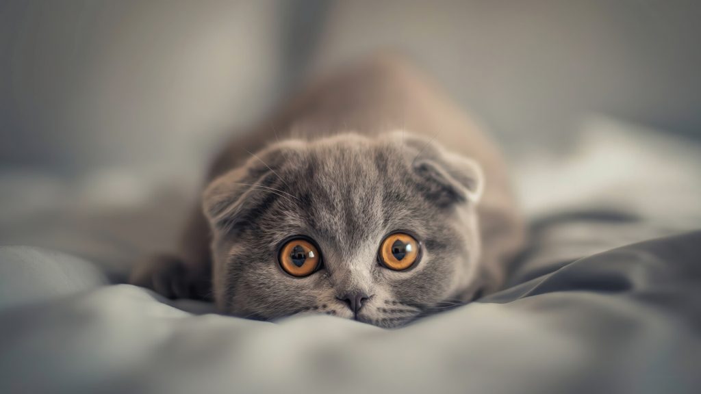 scottish-fold-cat-hd-wallpaper-1080