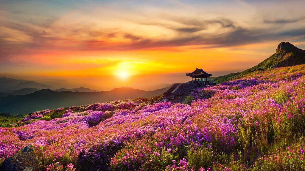 flower-mountain-nature-landscape-sunset-scnery-2160