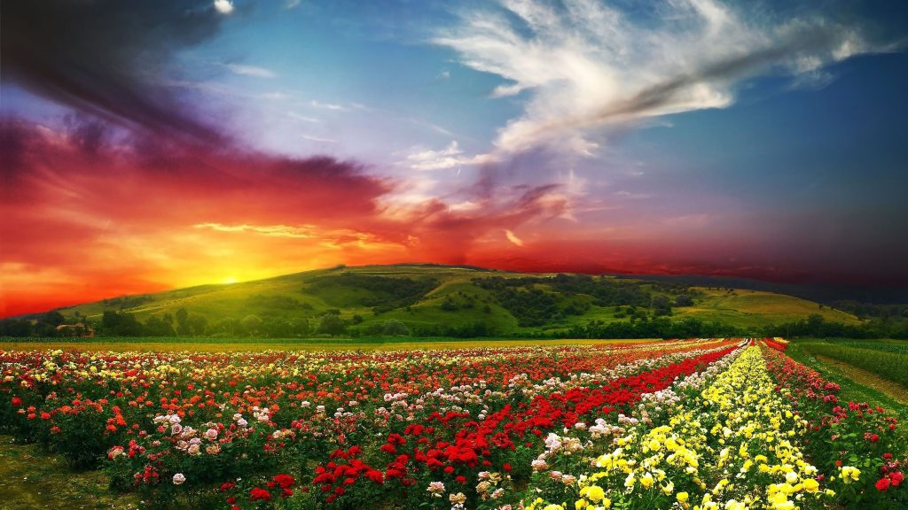 flowers-landscape-sunset-nature-scenery-sky-2160