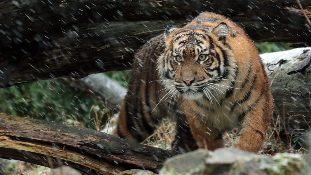 sumatran-tiger-1080