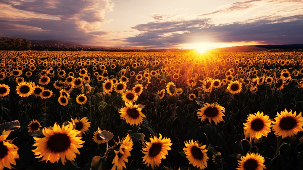 sunrise-sunflowers-flower-field-nature-scenery-hd-wallpaper-1920x1080-2160