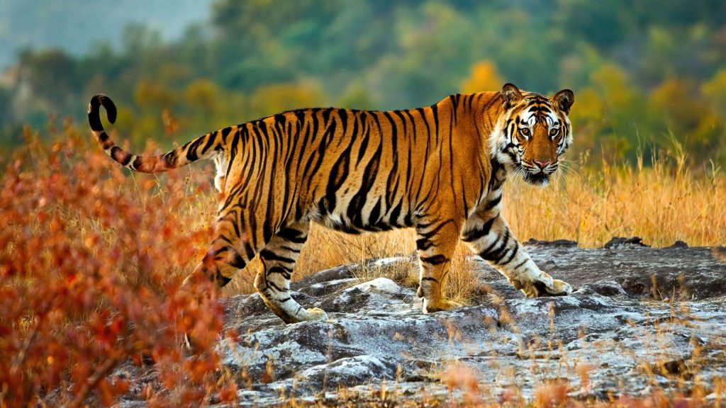 tiger-nature-1080