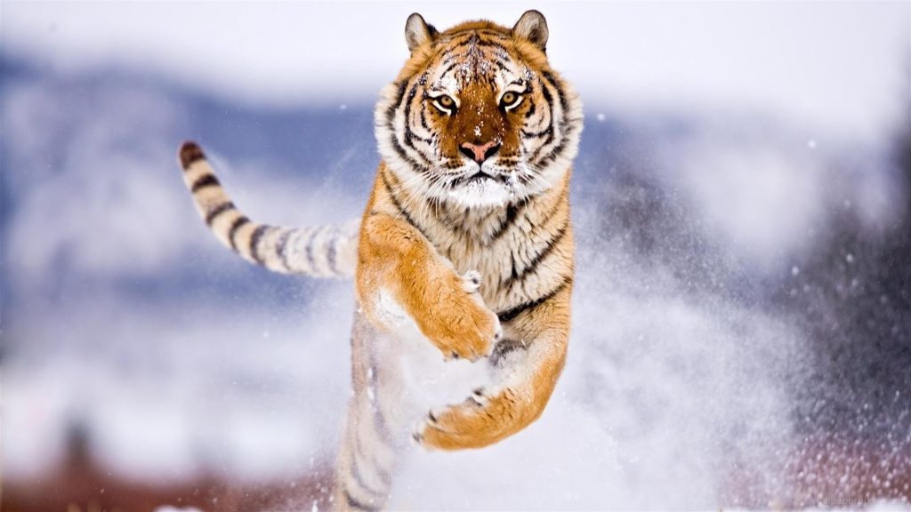 tiger-running-1080