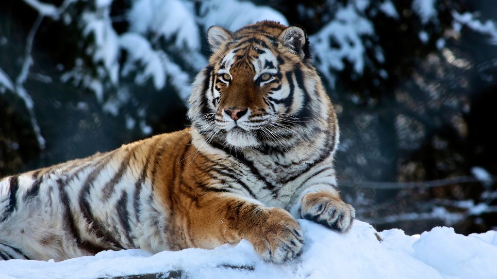 tiger-winter-animal-hd-wallpaper-1080