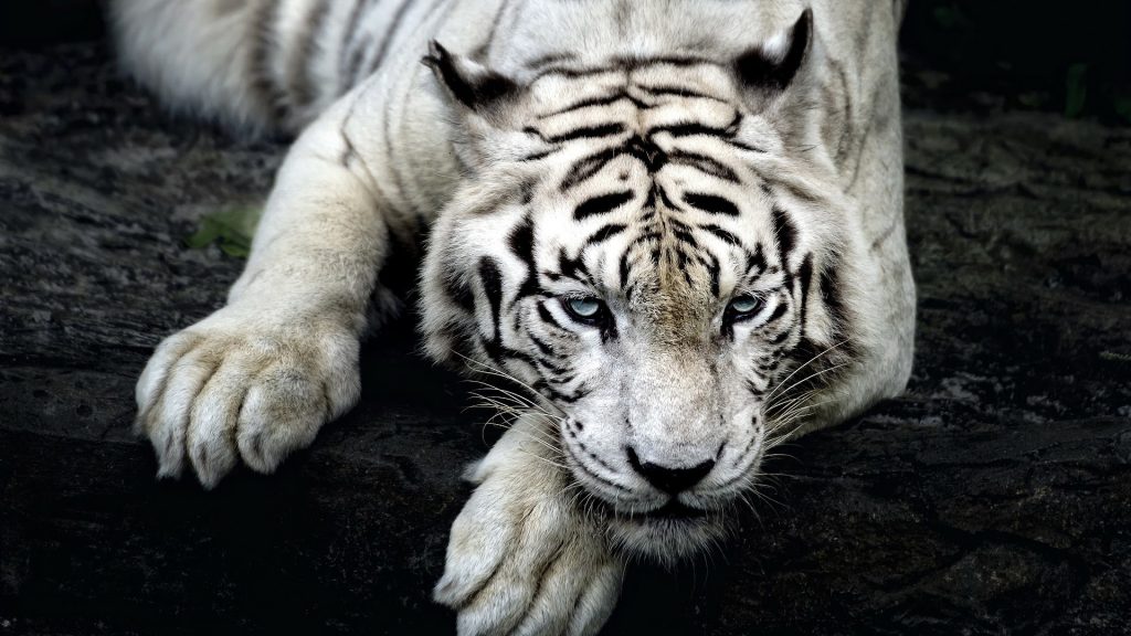 white-tiger-1080